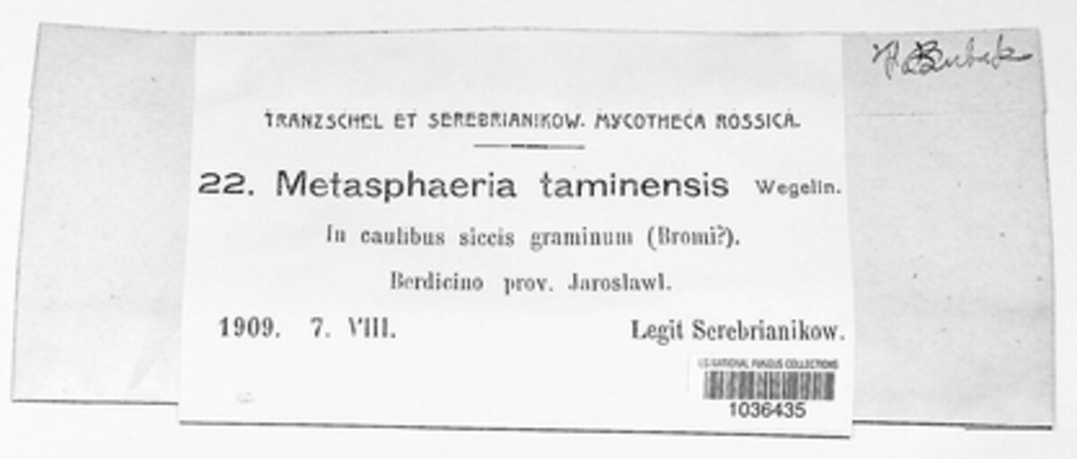 Metasphaeria taminensis image